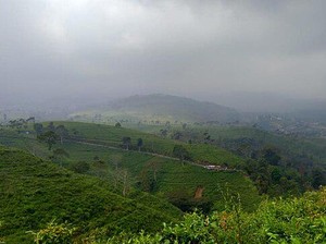 Jalan-jalan Ke Kebun Teh Kemuning, Wisata Asri di Karanganyar