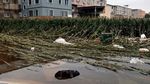 Ladang Jagung Siap Panen di China Rusak Diterjang Banjir