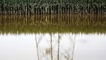 Ladang Jagung Siap Panen di China Rusak Diterjang Banjir