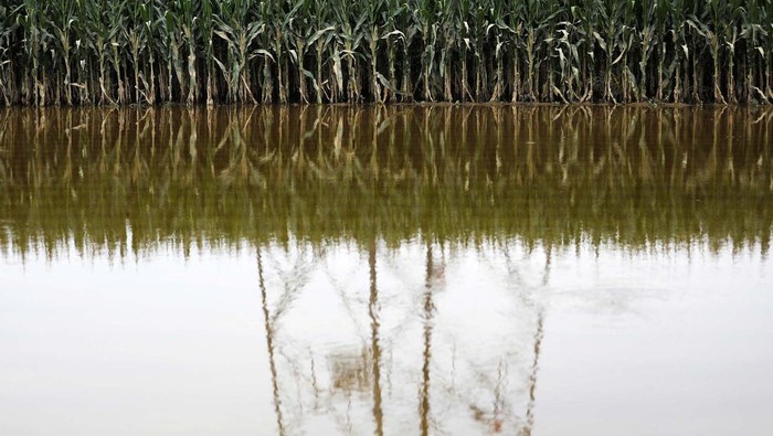 Hujan deras mengakibatkan ladang jagung terendam banjir di Zhuozhou, Hebei, China, Senin (7/8/2023). Tanaman jagung siap panen itu pun rusak.
