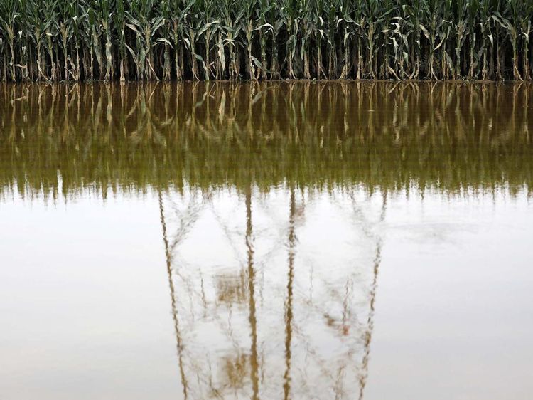 Ladang Jagung Siap Panen di China Rusak Diterjang Banjir