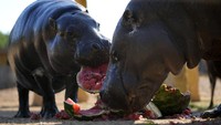 Kuda nil kerdil makan semangka air dingin. Sejumlah besar hewan diberi makan makanan beku di Taman Zoologi Attica di luar Yunani ibukota karena suhu panas menyengat.