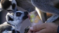 Seekor lemur ekor cincin menjilat es loli buah. Para satwa ini sebelumnya kebingungan dengan makanan beku yang diberikan, namun polahnya begitu menggemaskan.