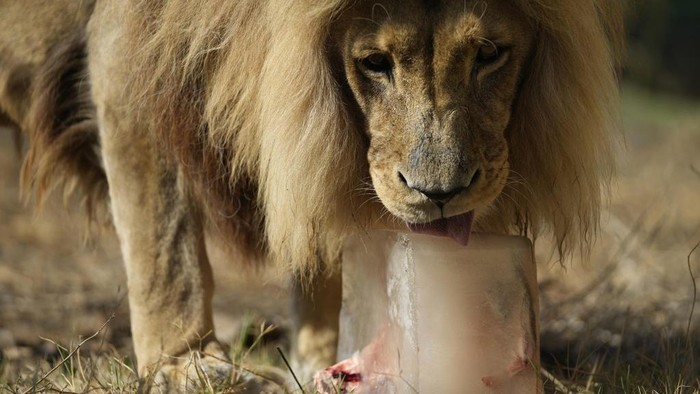 Panas Menyengat, Satwa di Bonbin Yunani Ngemil Es Tiembe, a 15-year-old Angolan lion, licks his frozen breakfast, chunks of red meat and bone packed in a block of ice, at the Attica Zoological Park in Spata suburb, eastern Athens, Friday, Aug. 4, 2023. A large number of animals being fed frozen meals at the Attica Zoological Park outside the Greek capital Friday, as temperatures around the country touched 40C (104 degrees Fahrenheit) and were set to rise further, in the fourth heat wave in less than a month. (AP Photo/Thanassis Stavrakis)