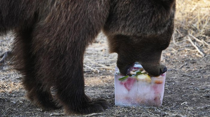 Lotus, a 4-year-old European brown bear, bites into a block of ice with fruits, at the Attica Zoological Park in Spata suburb, eastern Athens, Friday, Aug. 4, 2023. A large number of animals being fed frozen meals at the Attica Zoological Park outside the Greek capital Friday, as temperatures around the country touched 40C (104 degrees Fahrenheit) and were set to rise further, in the fourth heat wave in less than a month. (AP Photo/Thanassis Stavrakis)