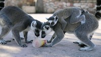 Lemur ekor cincin menjilat es loli buah. Suhu di seluruh negeri menyentuh 40C (104 derajat Fahrenheit).