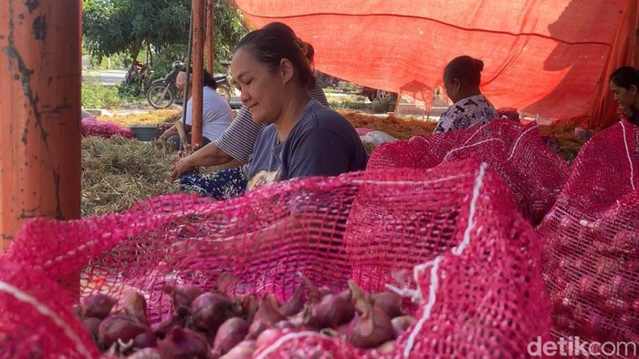 Petani bawang merah di Ponorogo yang ngenes saat panen karena harga jual terlalu murah.