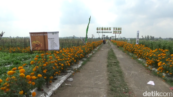Petani Lumajang Tanaman Bunga Marigold