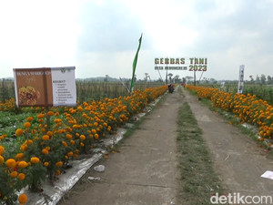 Petani Lumajang Tanam Bunga Marigold Tangkal Serangan Hama