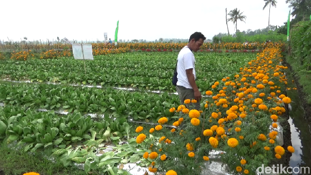 Petani Lumajang Tanaman Bunga Marigold