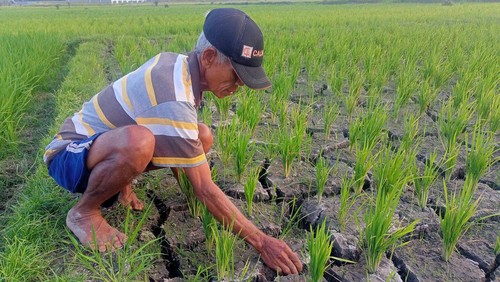 Sawah seluas 266 hektare di Desa Penarungan, Mengwi, Badung, Bali, kekeringan karena tak mendapatkan air, Senin (7/8/2023).