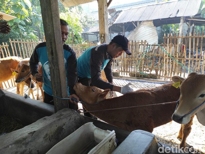 Tempat karantina Sapi Terjangkit LSD di Kota Blitar Meningkat