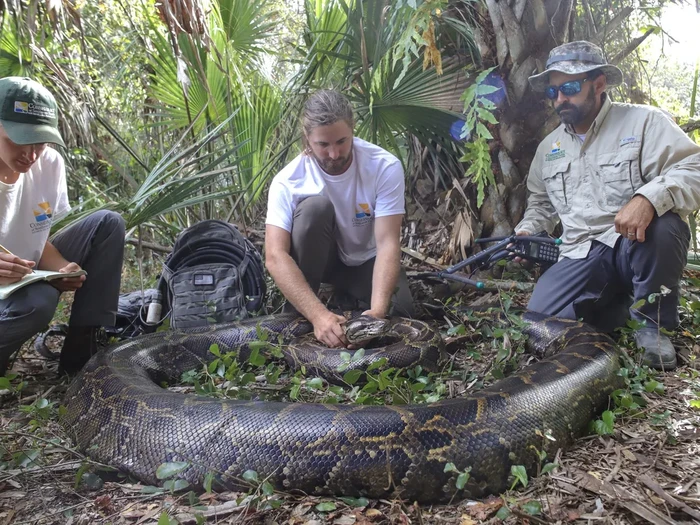 Ular piton di Florida