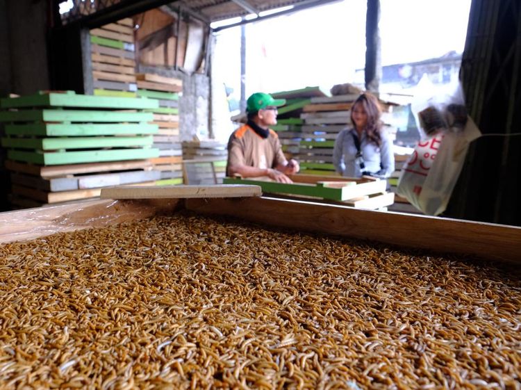 Intip Usaha Ulat Hong Kong, Omzet Tembus Rp 450 Juta/Bulan