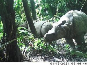 6 Pemburu Badak Jawa Divonis 11-12 Tahun Penjara