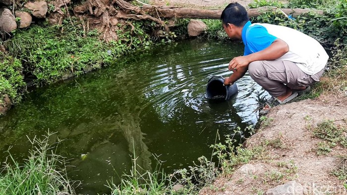 Dampak Krisis Air Bersih, Hewan Piaraan Warga di Bondowoso Diminumi Air Comberan