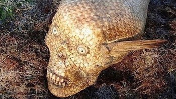 Foto ini sempat viral gegara penampakan ikan berkepala seperti manusia. Namun ini adalah hoax, karena gambar ini hasil dari animasi 3D. Foto: Instagram/cursedimages2009
