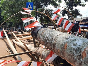 Jelang HUT RI, Pedagang Pohon Pinang di Manggarai Mulai Gelar Dagangan