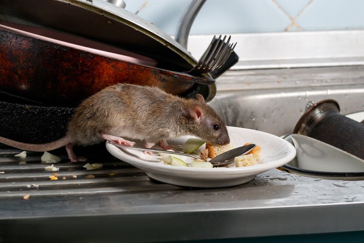 Jijik! Pelanggan Temukan Tikus Jadi 'Topping' Mie di Restoran Ini