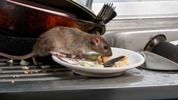 Jijik! Pelanggan Temukan Tikus Jadi Topping Mie di Restoran Ini