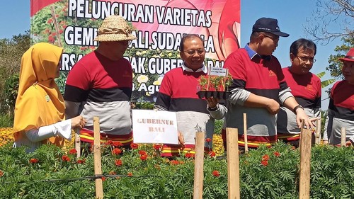 Gubernur Koster saat meluncurkan bunga Gemitir Bali Sudamala di Kebun Percobaan Bali Gemitir Mayungan Let, Desa Antapan, Kecamatan Baturiti, Selasa (8/8/2023).