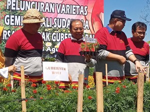 Koster Klaim Gemitir Bali Sudamala Bisa Setop Impor Rp 30 Miliar