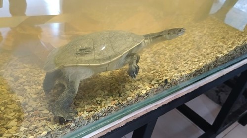 Kura-kura Rote (Chelodina Mccordi) dipulangkan dari Singapura ke Kota Kupang, Selasa(8/8/2023). (Yufenki Bria/detikBali)