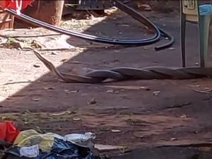 Viral Video Dua Mamba Hitam Berbisa Duel Sengit di Belakang Rumah Warga