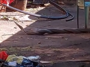 Viral Video Dua Mamba Hitam Berbisa Duel Sengit di Belakang Rumah Warga