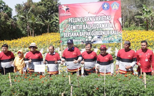 Pemerintah Provinsi Bali bekerja sama dengan IPB University dan Universitas Udayana mengembangkan Gemitir Bali Sudamala di Desa Antapan, Baturiti, Tabanan.