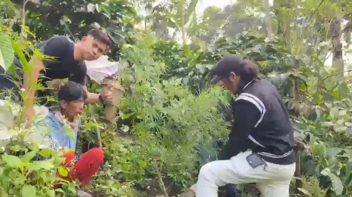 Petani kopi ditangkap karena menanam ganja di kebun kopinya.