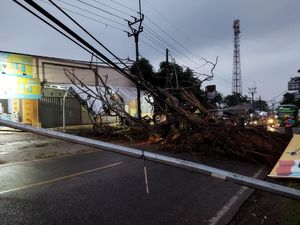 Akses Jl Nasional Pandeglang-Labuan Sempat Tertutup Imbas Pohon Tumbang