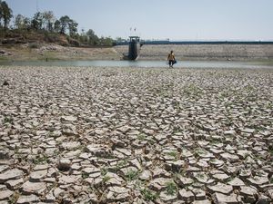 Dampak El Nino Sangat Parah, Produksi Beras hingga Sawit Bakal Anjlok