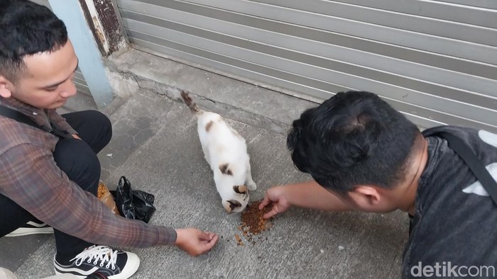 Street feeding kucing di Kota Malang