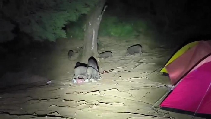 Tangkapan layar video babi hutan di jalur pendakian Gunung Prau. Foto diunggah pada Selasa (8/8/2023).
