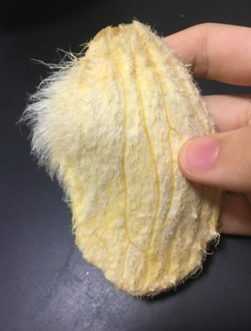 Anak-anak muda di China punya ide untuk merawat biji mangga dan memperlakukannya seperti kucing atau anjing peliharaan.