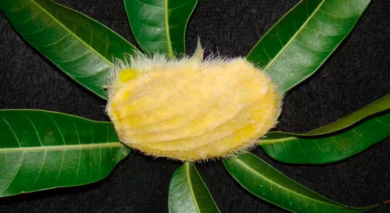 Anak-anak muda di China punya ide untuk merawat biji mangga dan memperlakukannya seperti kucing atau anjing peliharaan.