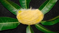 Beberapa orang mengaku rajin menyikat biji mangga agar rambutnya mengembang. Ada juga yang rutin mengoleskan gel lidah buaya agar biji mangganya memiliki rambut yang halus. Foto: Xiaohongshu  