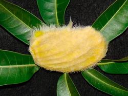 Bukan Kucing atau Anjing, di China Lagi Tren Pelihara Biji Mangga