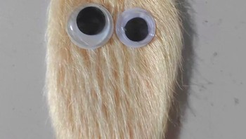 Tak jarang, ada juga yang memberi nama biji mangga yang mereka rawat bahkan menentukan kelamin mereka laki-laki atau perempuan. Bebas! Foto: Xiaohongshu