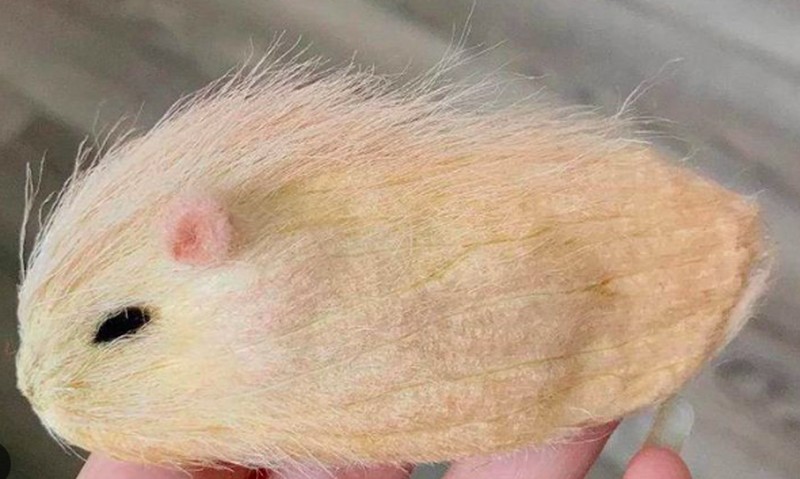 Anak-anak muda di China punya ide untuk merawat biji mangga dan memperlakukannya seperti kucing atau anjing peliharaan.