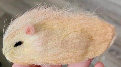 Bukan Kucing atau Anjing, di China Lagi Tren Pelihara Biji Mangga