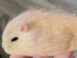 Bukan Kucing atau Anjing, di China Lagi Tren Pelihara Biji Mangga