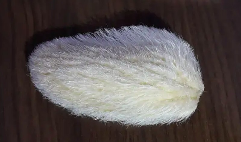 Anak-anak muda di China punya ide untuk merawat biji mangga dan memperlakukannya seperti kucing atau anjing peliharaan.