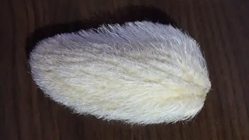 Beberapa orang mengaku rajin menyikat biji mangga agar rambutnya mengembang. Ada juga yang rutin mengoleskan gel lidah buaya agar biji mangganya memiliki rambut yang halus. Foto: Xiaohongshu