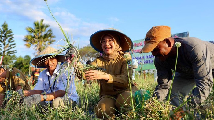 Bupati Ipuk panen Bawang Merah Semi Organik