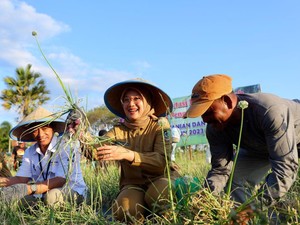 Inovasi Bawang Merah Semi Organik Banyuwangi Panen Perdana 14,2 Ton Per Ha