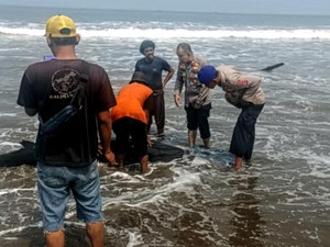Ikan Paus Botol Terdampar di Pantai Citepus Palabuhanratu Sukabumi