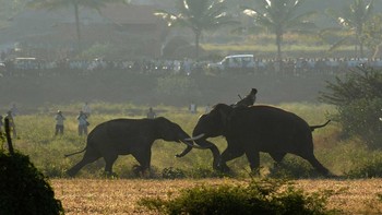 Special Mention kategori Conservation Focus diraih Madhusudhana SR Foto: The Photographer and Nature Infocus