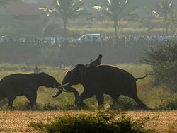 Karya Mencengangkan Jawara Kontes Foto Nature inFocus